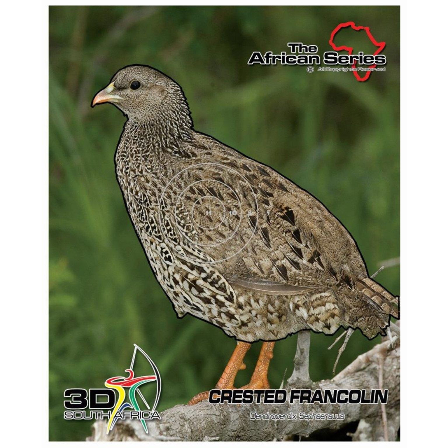 Target African Series Francolin - Archer's Edge