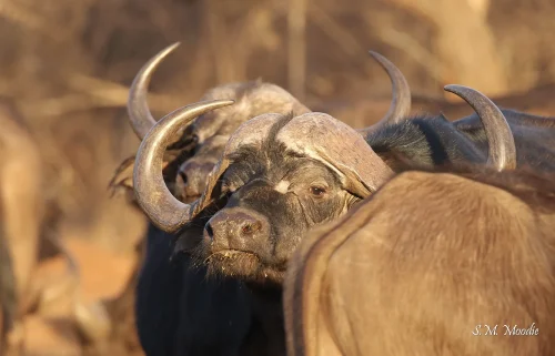 Buffalo Ridge Safaris Hunting Directory Image 00001 500x321