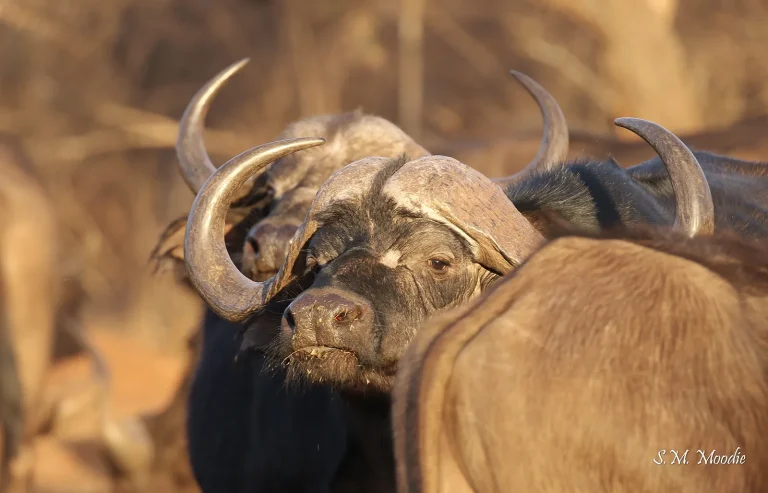 Buffalo Ridge Safaris Hunting Directory Image 00001 768x493