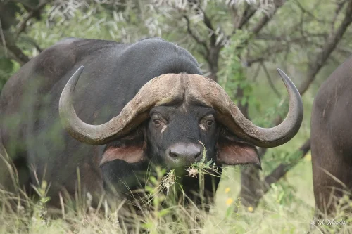 Buffalo Ridge Safaris Hunting Directory Image 00003 500x333