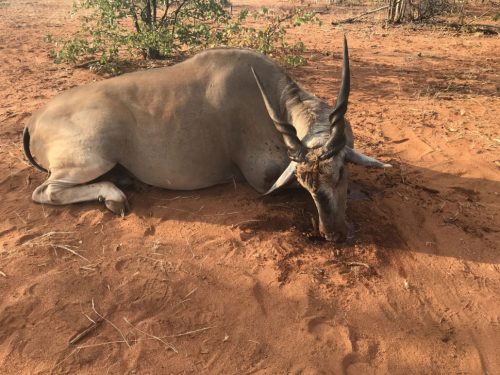 Kaalkraal Safaris Hunting Driectory 00006 500x375