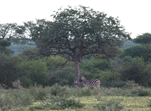 Kaalkraal Safaris Hunting Driectory 00009 500x367