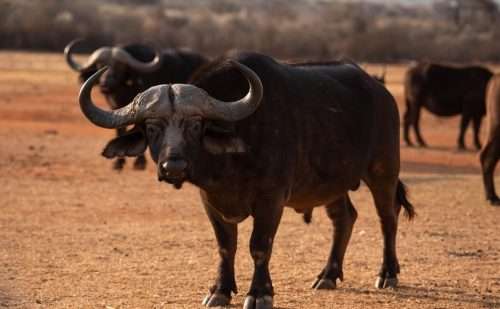 Morakana Safari Lodge Buffalo 500x309