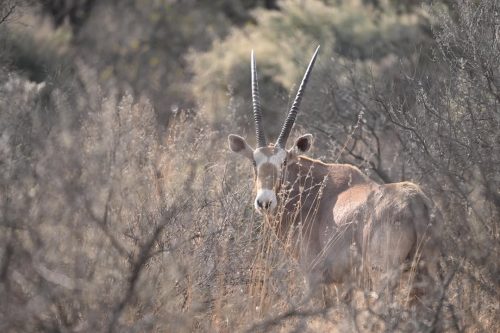 Morakana Safari Lodge Golden Oryx 500x333