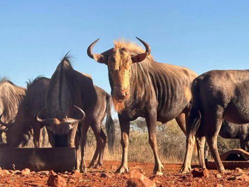 Morakana Safari Lodge Golden Wildebeest 500x375