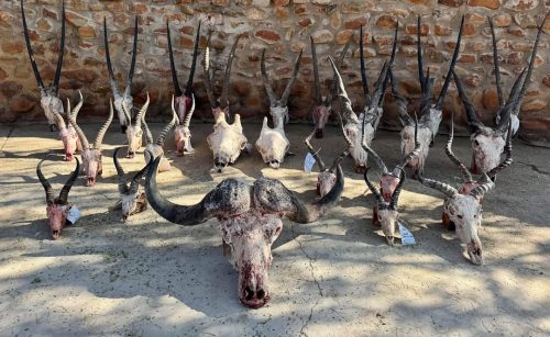 Morakana Safari Lodge Trophies 500x307
