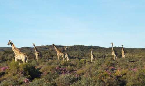 Rietfontein Game Farm Hunting Driectory 00002 500x298