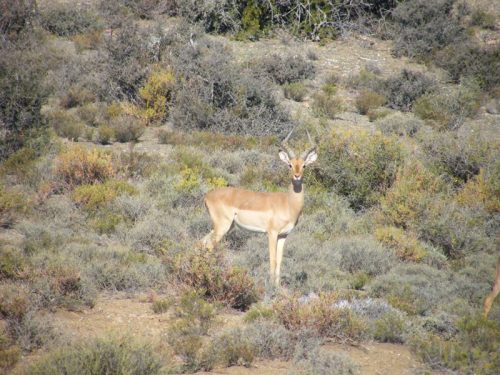 Rietfontein Game Farm Hunting Driectory 00004 500x375