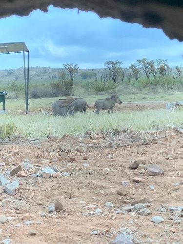 Rocky Ridge Game Farm Hides 375x500