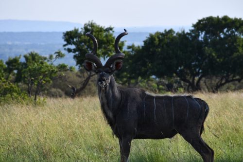 Rocky Ridge Game Farm Kudu alone 500x333