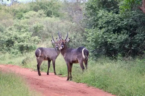 Tuma game farm Waterbuck 500x333