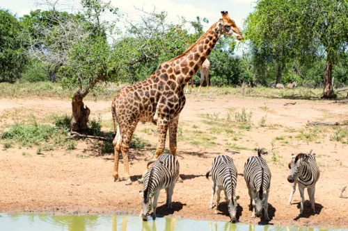 Tuma game farm giraffe 500x333