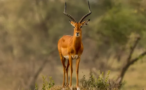 Tuma game farm impala 500x310