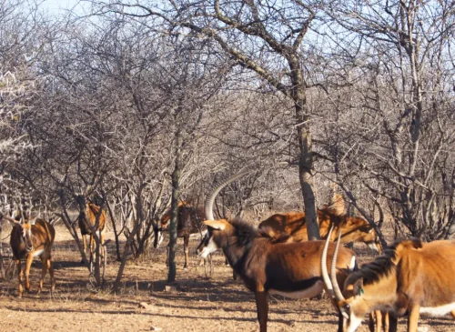 Tuma game farm sable 500x365