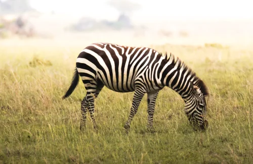 Tuma game farm zebra 500x325