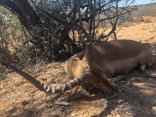 hartzview hunting safaris 00006 500x375