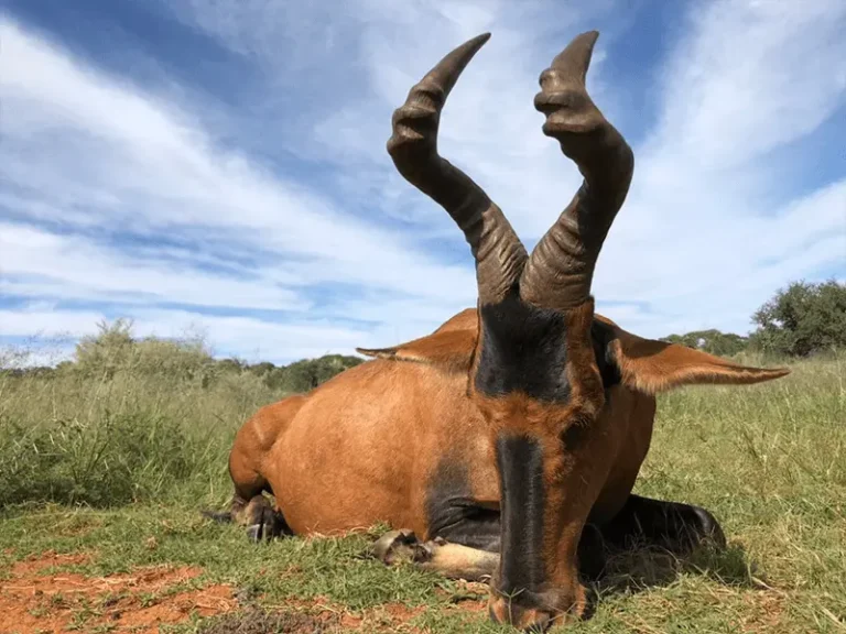 hartzview hunting safaris 00007 768x576