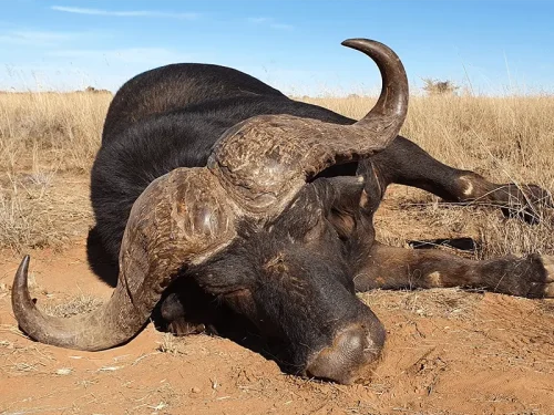 hartzview hunting safaris 00008 500x375