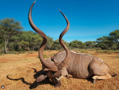 hartzview hunting safaris 00010 500x378