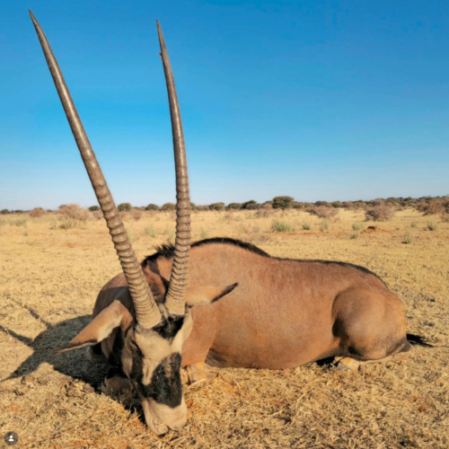 hartzview hunting safaris 00011 500x500