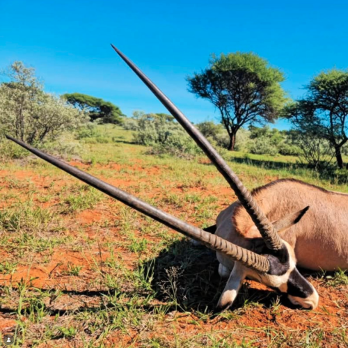 hartzview hunting safaris 00012 500x500