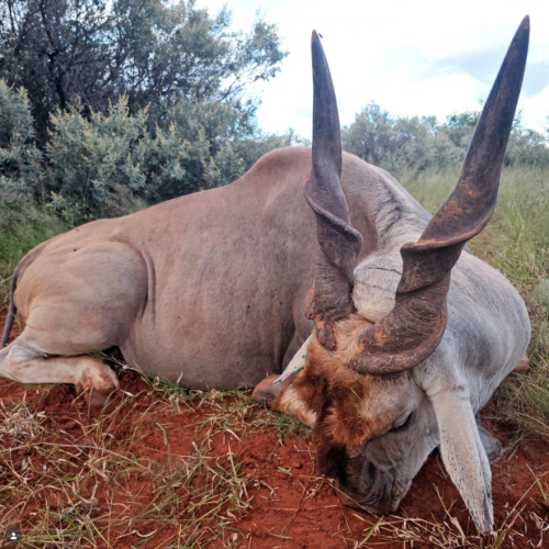 hartzview hunting safaris 00013 500x500