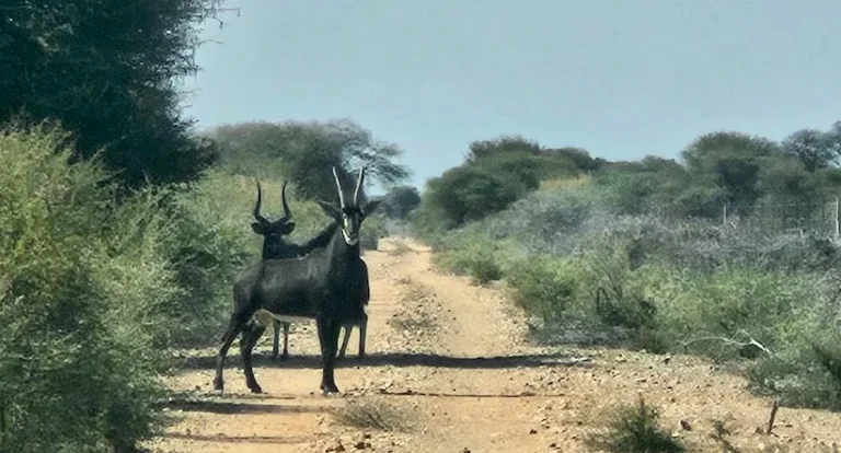 Toevlucht Safaris Hunting Directory Image 00013 768x414