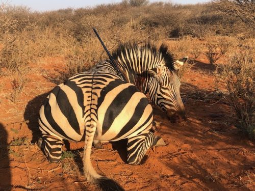 African Footprint Safaris Bowhunting Directory00008 500x375