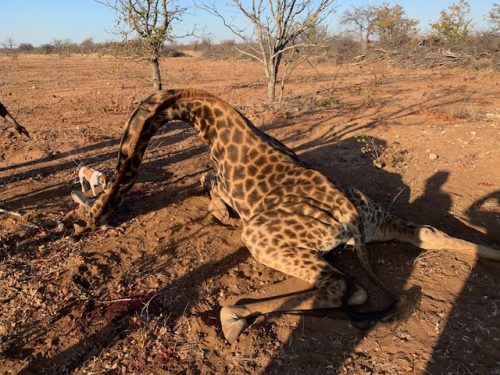 African Footprint Safaris Bowhunting Directory00013 500x375