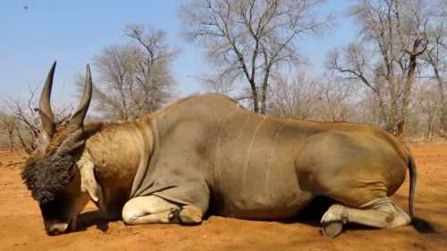 African Footprint Safaris Bowhunting Directory00014 500x281