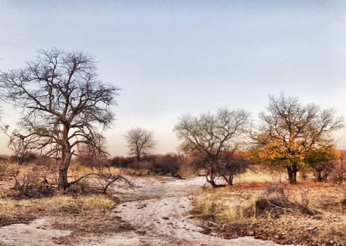 Jutland Lodge Mopane Bowhunting Directory00003 500x356