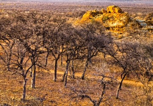 Jutland Lodge Mopane Bowhunting Directory00006 500x348