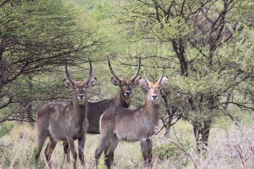 Tadala Wildlife Hunt Directory Waterbuck 500x333