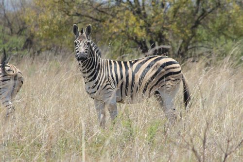 Tadala Wildlife Hunt Directory Zebra 500x333